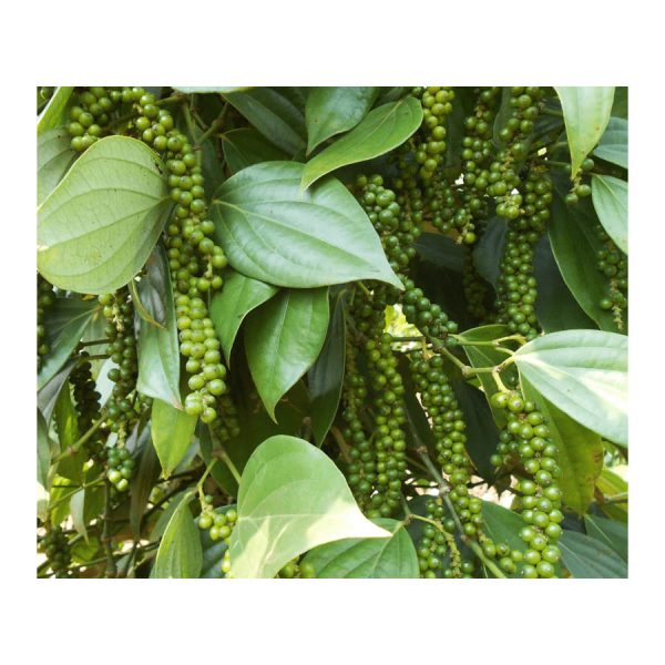 Tiêu Đỏ Phú Quốc | Có Mã Giảm Giá - Hình ảnh 3