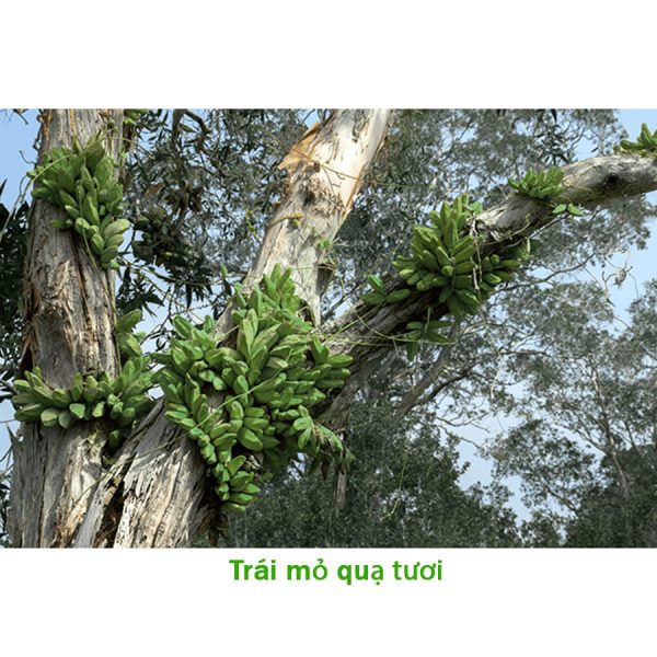 Trái Mõ Quạ Khô Mạnh Gân Cốt | Có Mã Giảm Giá - Hình ảnh 2